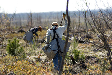 TREE PLANTING